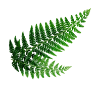 Saniainen_pieni_ala-b