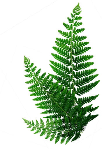 Saniaiset_Oik