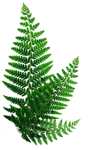 Saniaiset_Vas